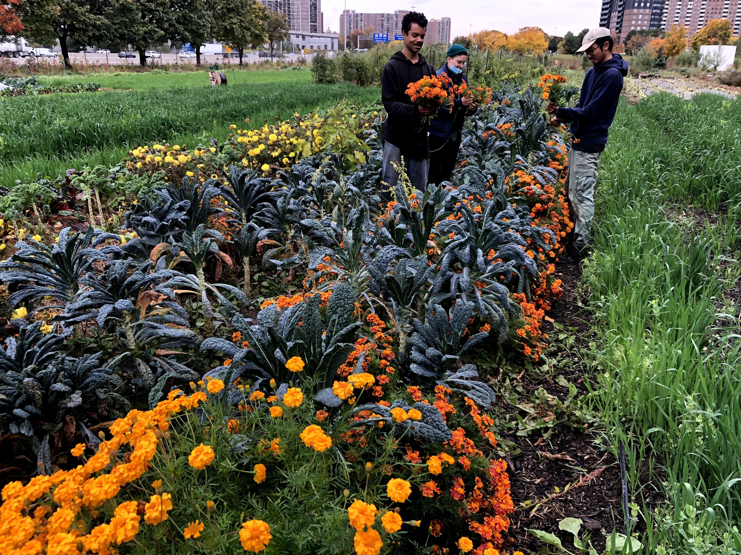Stewards: Community Gardens as Safe Havens with Traci Nottingham, Sheryll Durrant and Katie German